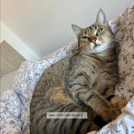 Foto 1/1 Pia Chat perdido en Etaples