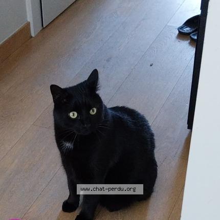 Foto 1/1 Coco Chat perdido en Laeken