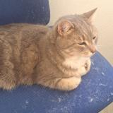 Foto de gato encontrado en Aix Les Milles