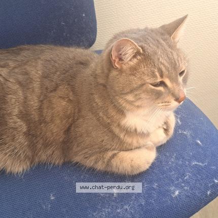 Foto 1/1 Gato encontrado Encontrado en Aix les milles