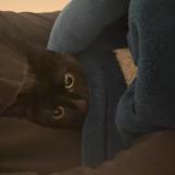 Foto del gato perdido en Paris