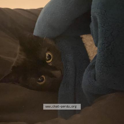 Foto 1/1 Jiji Chat perdido en Paris