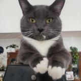 Foto del gato perdido en Edmonton