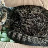 Foto del gato perdido en Coudekerque Branche