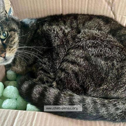 Foto 1/1 Grisouille Chat perdido en Coudekerque branche