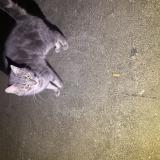 Foto de gato encontrado en Charleville Mezieres