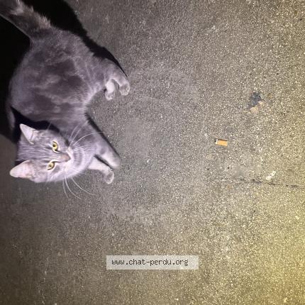 Foto 1/1 Gato encontrado Encontrado en Charleville mezieres