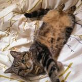 Foto del gato perdido en Palaiseau