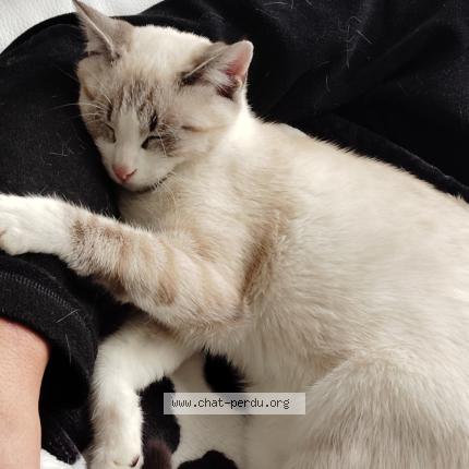 Foto 1/1 Mimi Chat perdido en Pouilly sous charlieu