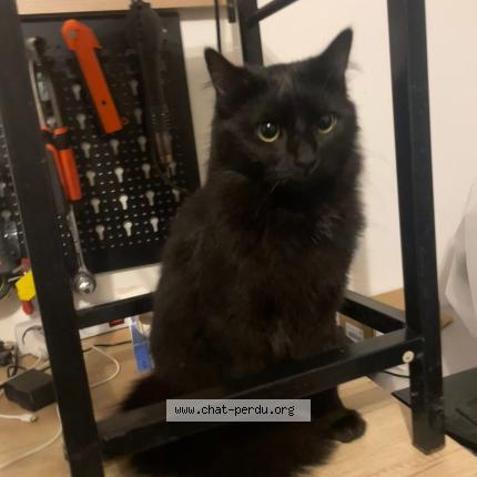 Foto 1/1 Mao Chat perdido en Saintines