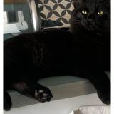 Foto del gato perdido en Puygouzon