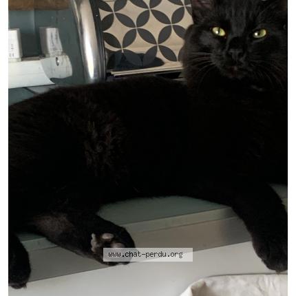 Foto 1/1 Salem Chat perdido en Puygouzon