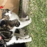 Foto de gato encontrado en Colomiers