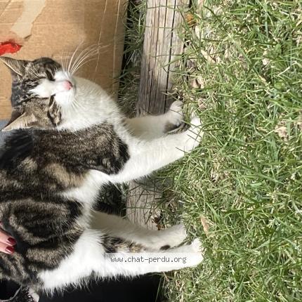 Foto 1/4 Gato encontrado Encontrado en Colomiers