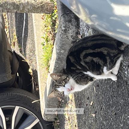 Foto 2/4 Gato encontrado Encontrado en Colomiers