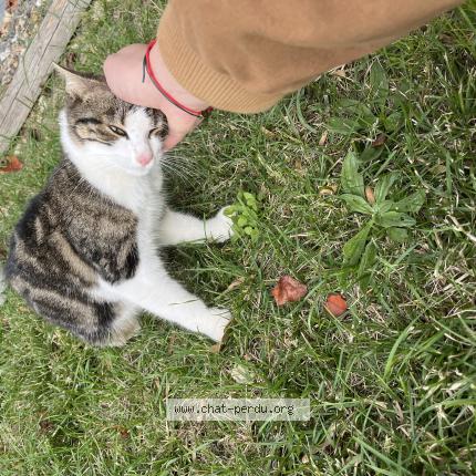 Foto 3/4 Gato encontrado Encontrado en Colomiers