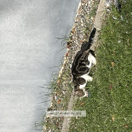 Foto 4/4 Gato encontrado Encontrado en Colomiers