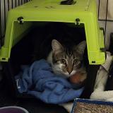 Foto del gato perdido en Tremblay En France