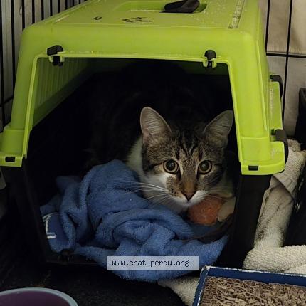 Foto 1/3 Furie Chat perdido en Tremblay en france