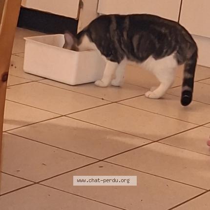 Foto 2/3 Furie Chat perdido en Tremblay en france