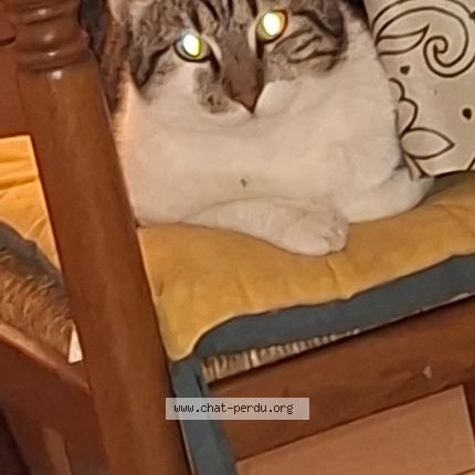 Foto 3/3 Furie Chat perdido en Tremblay en france