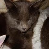 Foto del gato perdido en Rouillac