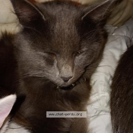 Foto 1/2 Wolf Chat perdido en Rouillac