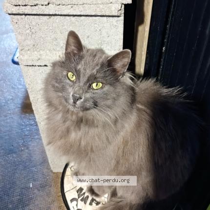 Foto 2/2 Wolf Chat perdido en Rouillac