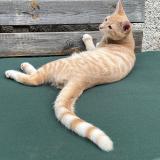 Foto del gato perdido en La Membrolle Sur Choisille