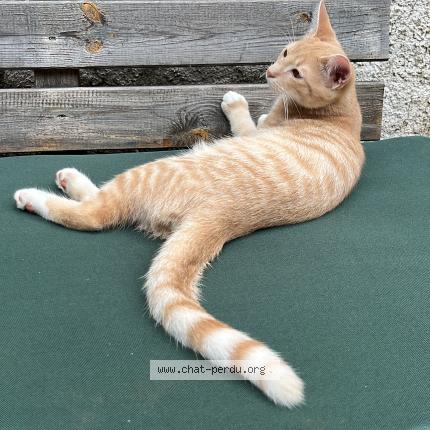 Foto 1/1 yoda Chat perdido en La membrolle sur choisille