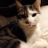 Foto del gato perdido en Rouillac