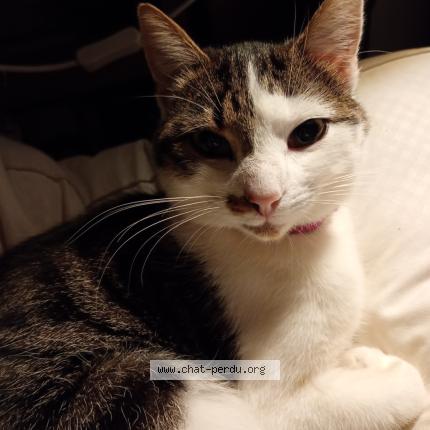 Foto 1/1 Tibou Chat perdido en Rouillac