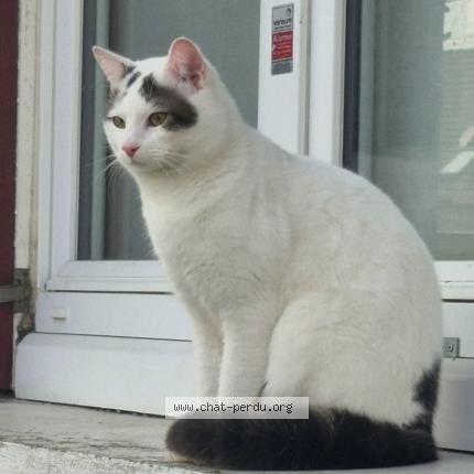 Foto 1/1 Titi Chat perdido en Neuville sur oise