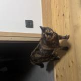 Foto del gato perdido en Villaz