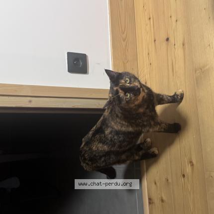 Foto 1/1 Pistache Chat perdido en Villaz