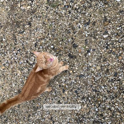 Foto 1/1 Gato encontrado Encontrado en Carlepont