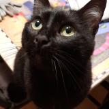 Foto del gato perdido en Savonnieres