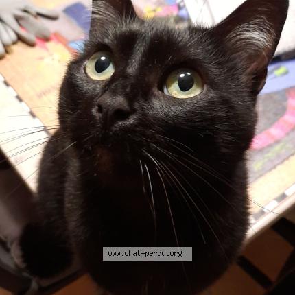 Foto 1/1 Moustache Chat perdido en Savonnieres