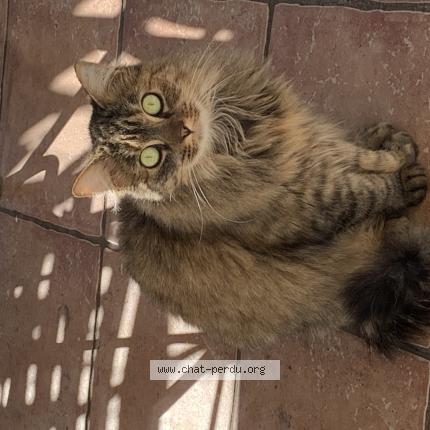 Foto 1/1 Gato encontrado Encontrado en Pernes les fontaines