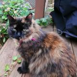 Foto del gato perdido en Terrebonne