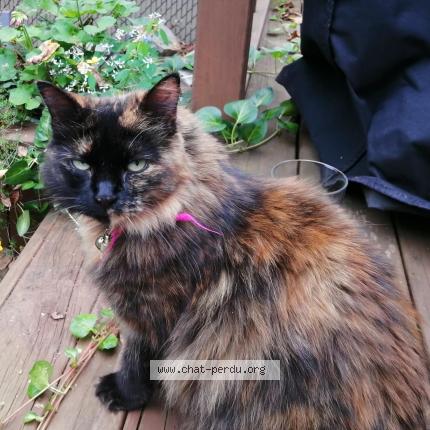 Foto 1/1 Manon Tremblay Chat perdido en Terrebonne