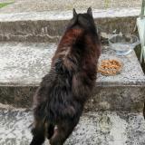 Foto de gato encontrado en Loches