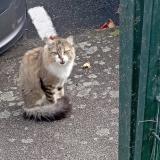 Foto de gato encontrado en Chateau Gontier