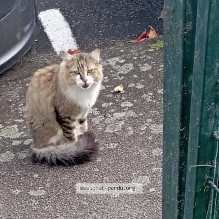 Foto 1/1 Gato encontrado Encontrado en Chateau gontier