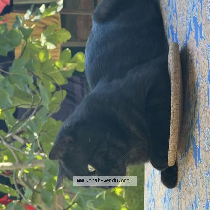 Foto 1/1 Mich Chat perdido en Marseille