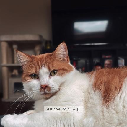 Foto 1/1 Sunny Chat perdido en Namur