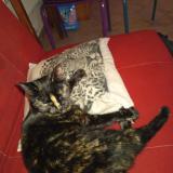 Foto de gato encontrado en Saint Eloy Les Mines