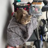 Foto del gato perdido en Sault Brenaz 0