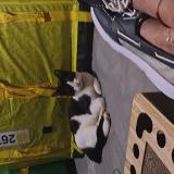 Foto del gato perdido en Apopka