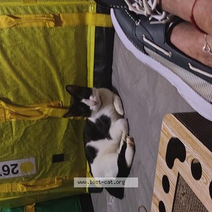 Foto 1/1 Olivia Chat perdido en Apopka